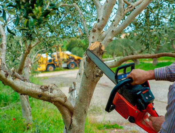 Best Affordable Tree Service  in Pennington Gap, VA